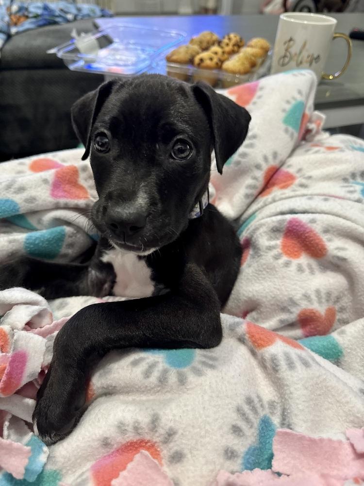 Briar (26-024 D), Adoptable, Puppy Male Mixed Breed.