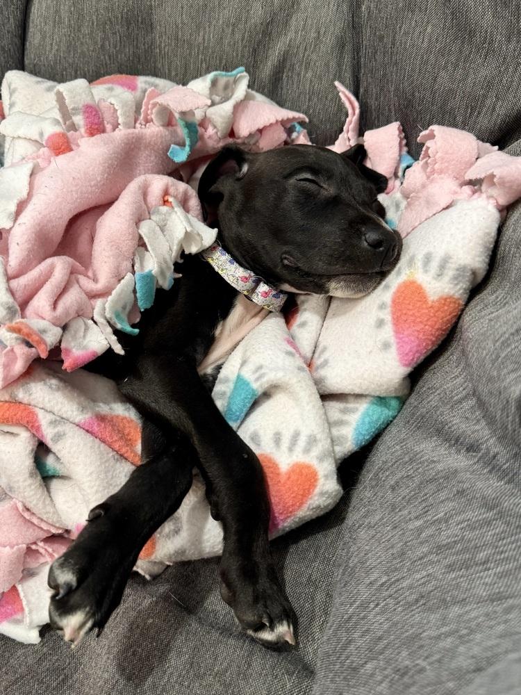 Enlarge Briar (26-024 D), a Adoptable mixed breed in Lansing, MI image 3/6