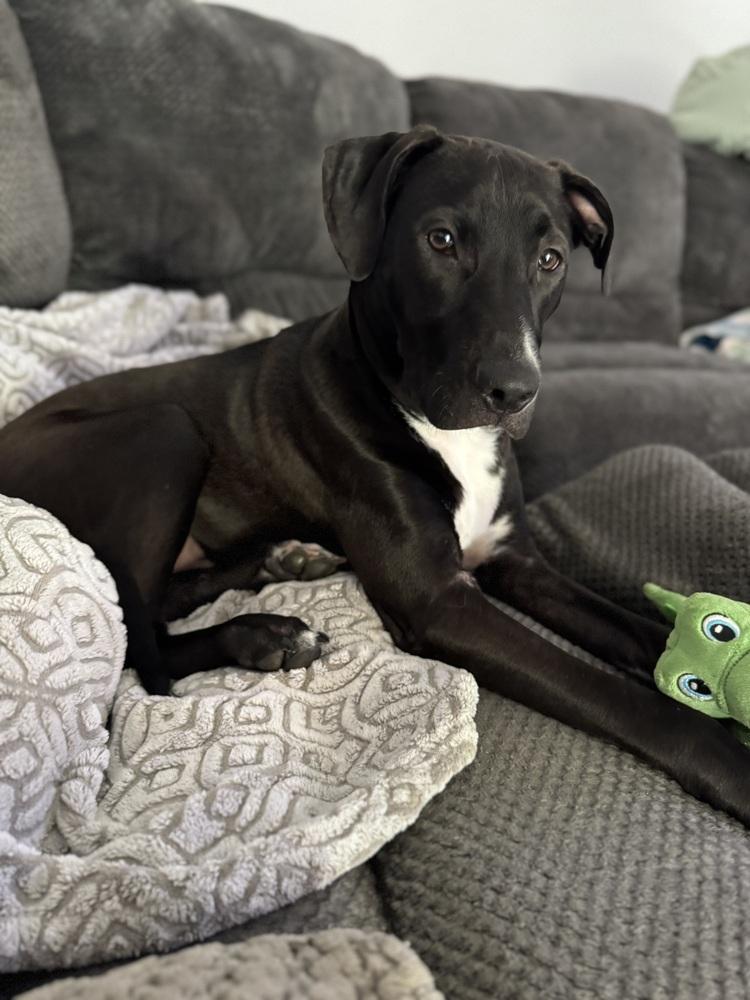 Briar (26-024 D), a Adoptable mixed breed in Lansing, MI image 3/6