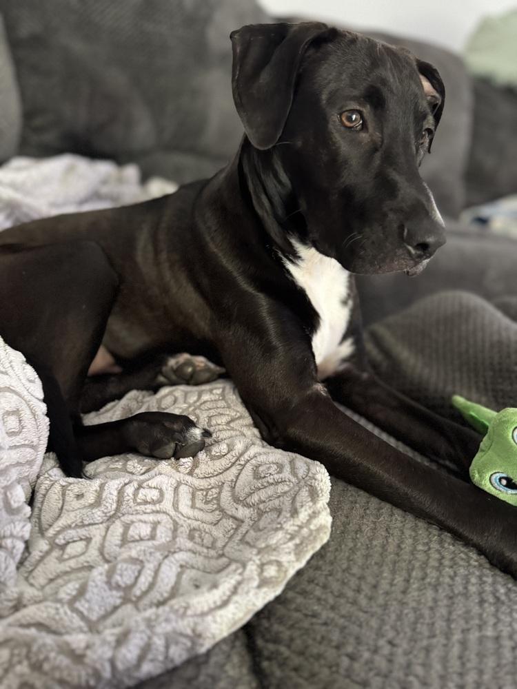 Briar (26-024 D), a Adoptable mixed breed in Lansing, MI image 5/6