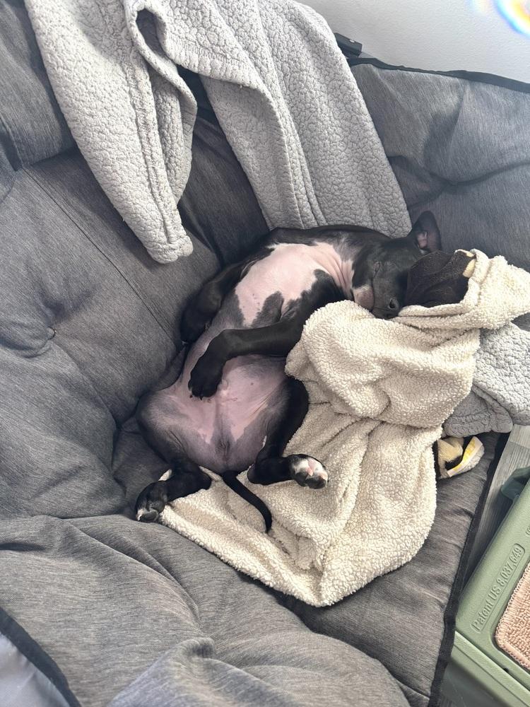 Enlarge Briar (26-024 D), a Adoptable mixed breed in Lansing, MI image 4/6