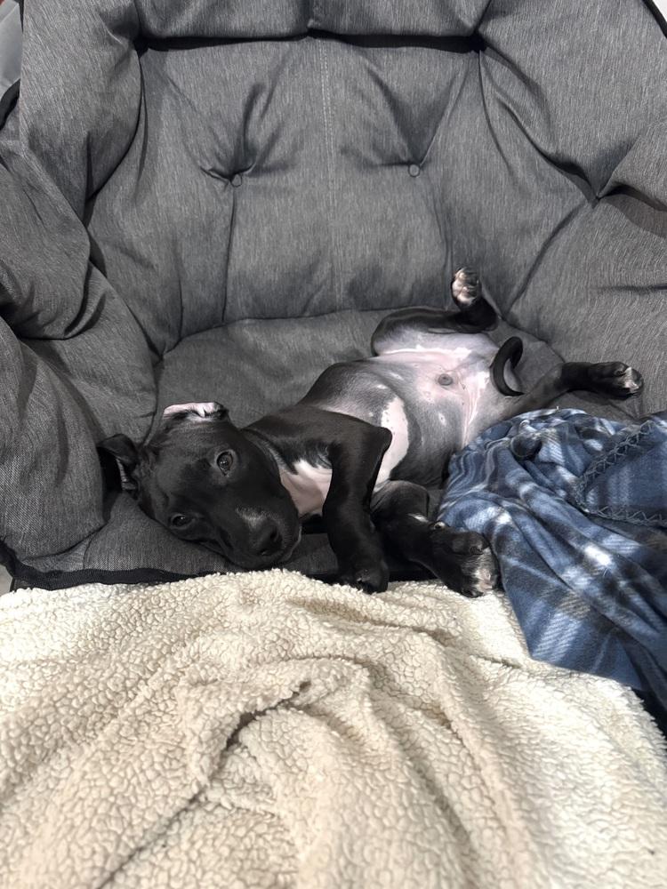 Enlarge Briar (26-024 D), a Adoptable mixed breed in Lansing, MI image 5/6