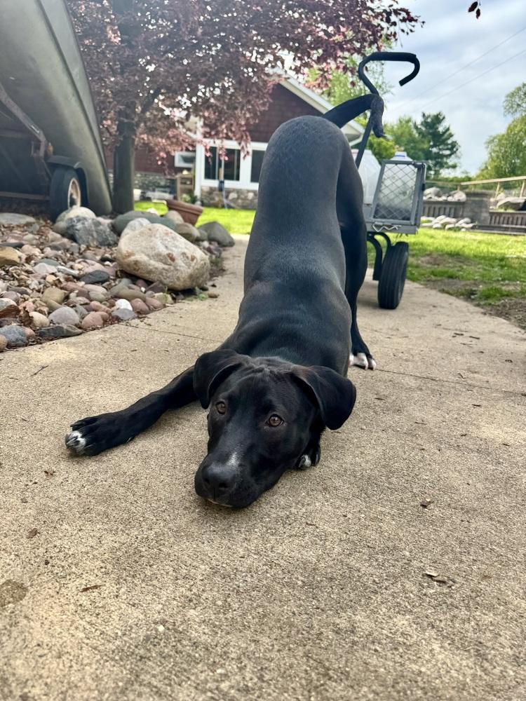 Briar (26-024 D), a Adoptable mixed breed in Lansing, MI image 6/6