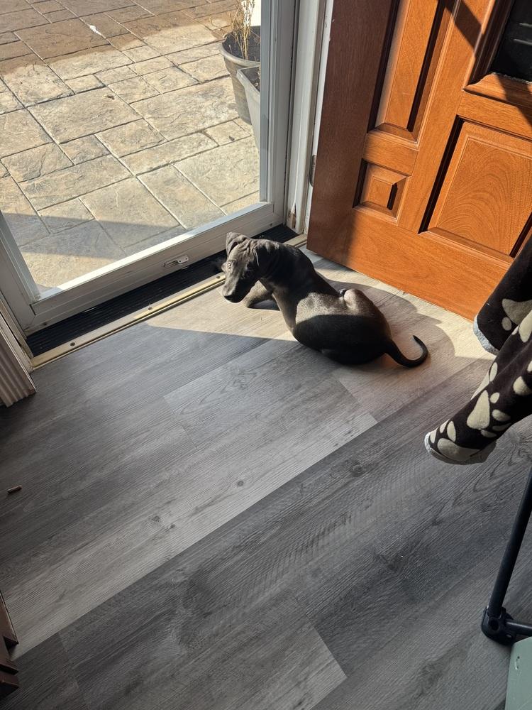 Enlarge Briar (26-024 D), a Adoptable mixed breed in Lansing, MI image 6/6