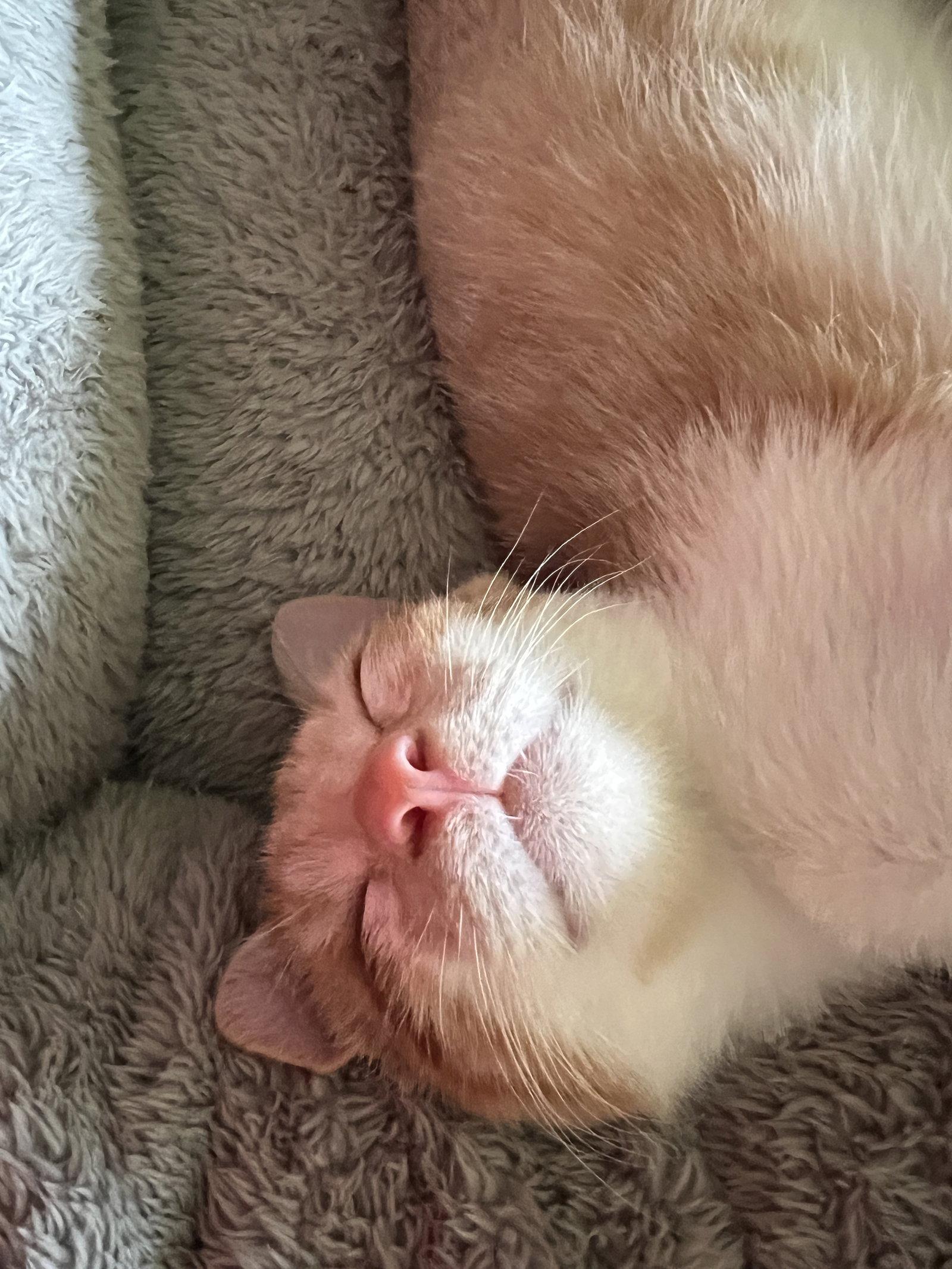 Enlarge Osiris, a Adopted mixed breed in Frisco, TX image 2/3