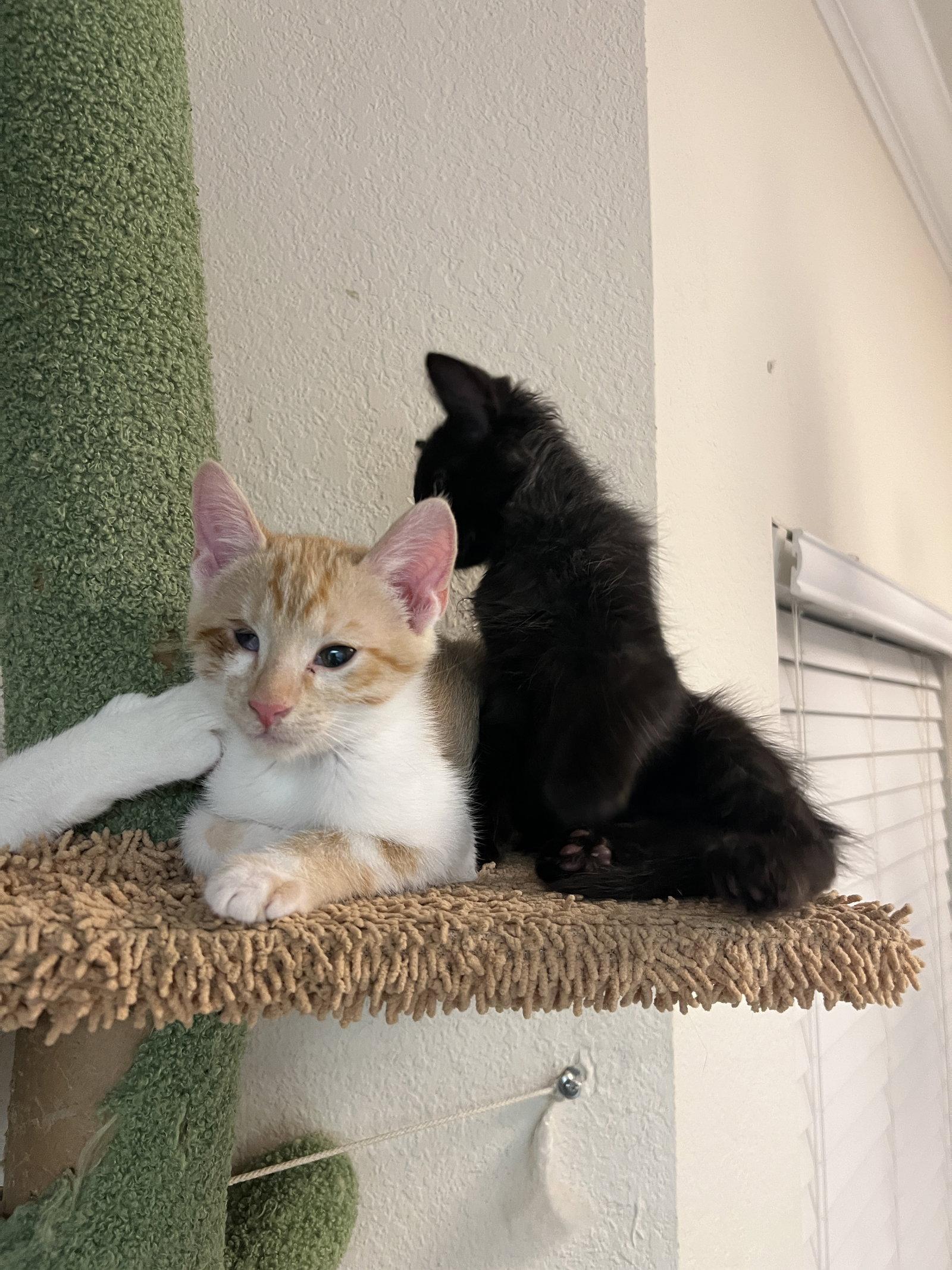 Enlarge Osiris, a Adopted mixed breed in Frisco, TX image 3/3