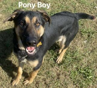 Enlarge Pony Boy, a Adoptable mixed breed in Cincinnati, OH image 1/1
