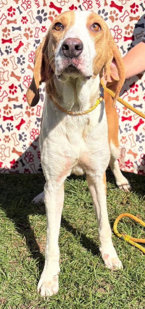 Elvis, Adoptable, Adult Male Hound.