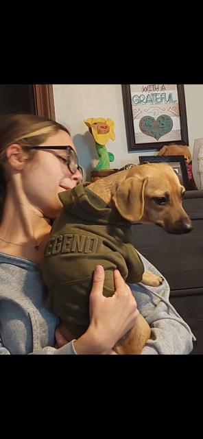 Perfect Peanut, Adopted, Puppy Male Dachshund & Chihuahua.