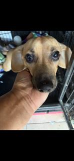 Enlarge Perfect Peanut, a Adopted mixed breed in Randolph, MA image 2/6