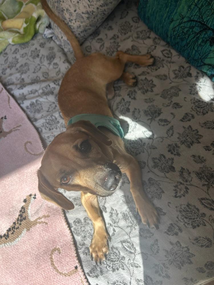 Enlarge Perfect Peanut, a Adopted mixed breed in Randolph, MA image 3/6
