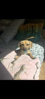 Enlarge Perfect Peanut, a Adopted mixed breed in Randolph, MA image 4/6