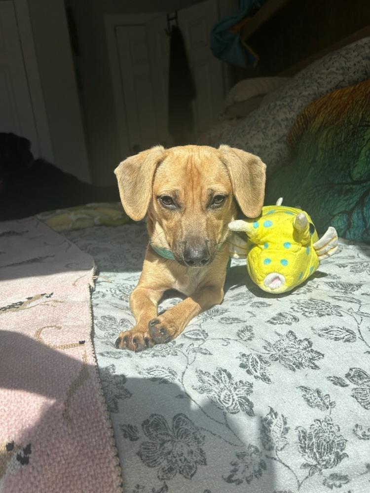 Enlarge Perfect Peanut, a Adopted mixed breed in Randolph, MA image 5/6