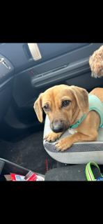Enlarge Perfect Peanut, a Adopted mixed breed in Randolph, MA image 6/6