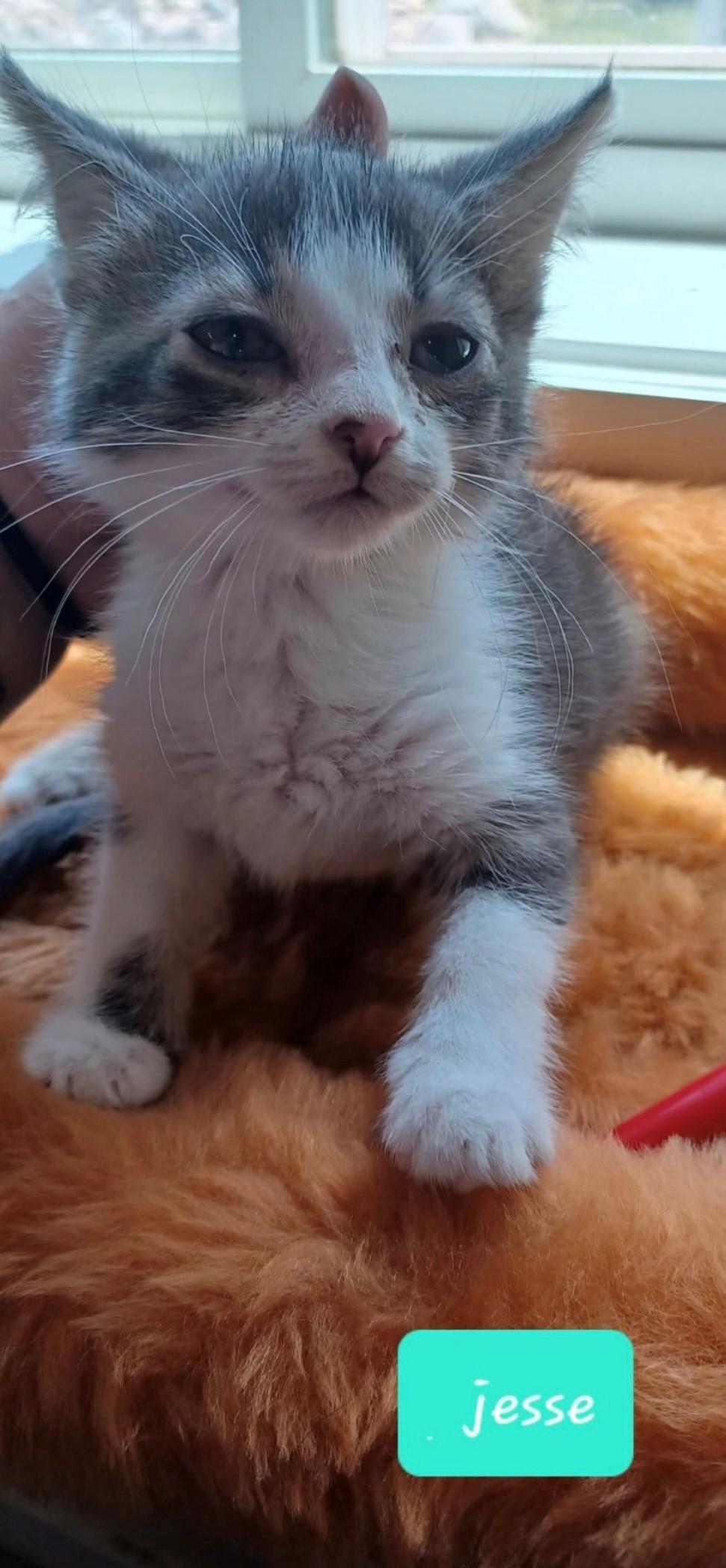 Jesse, a Adoptable Domestic Short Hair in Walworth, WI image 3/3