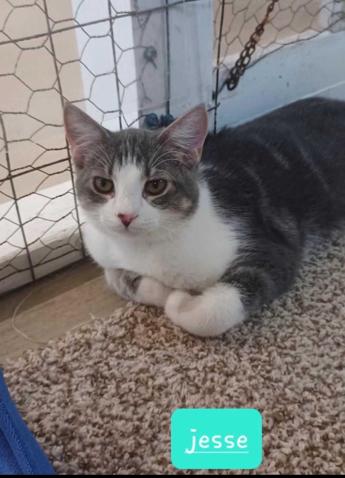 Jesse, a Adoptable Domestic Short Hair in Walworth, WI image 1/3