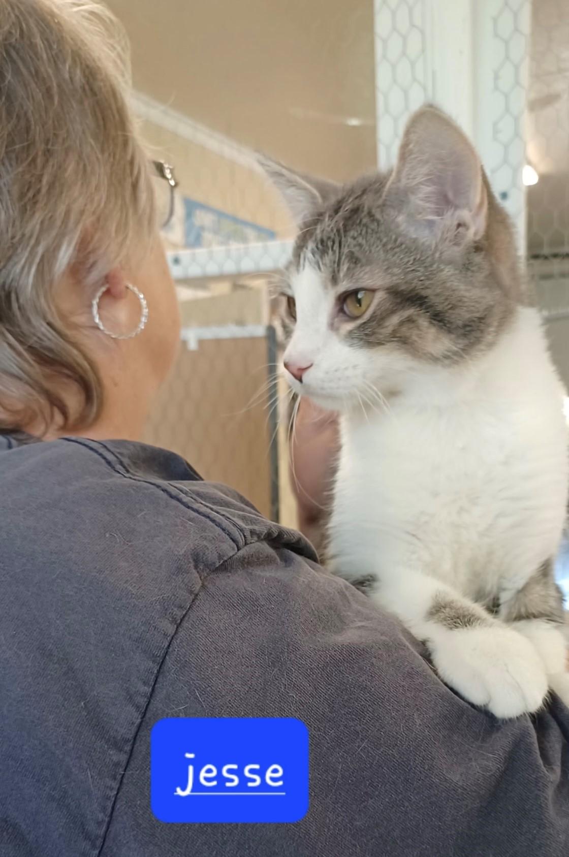 Jesse, a Adoptable Domestic Short Hair in Walworth, WI image 2/3