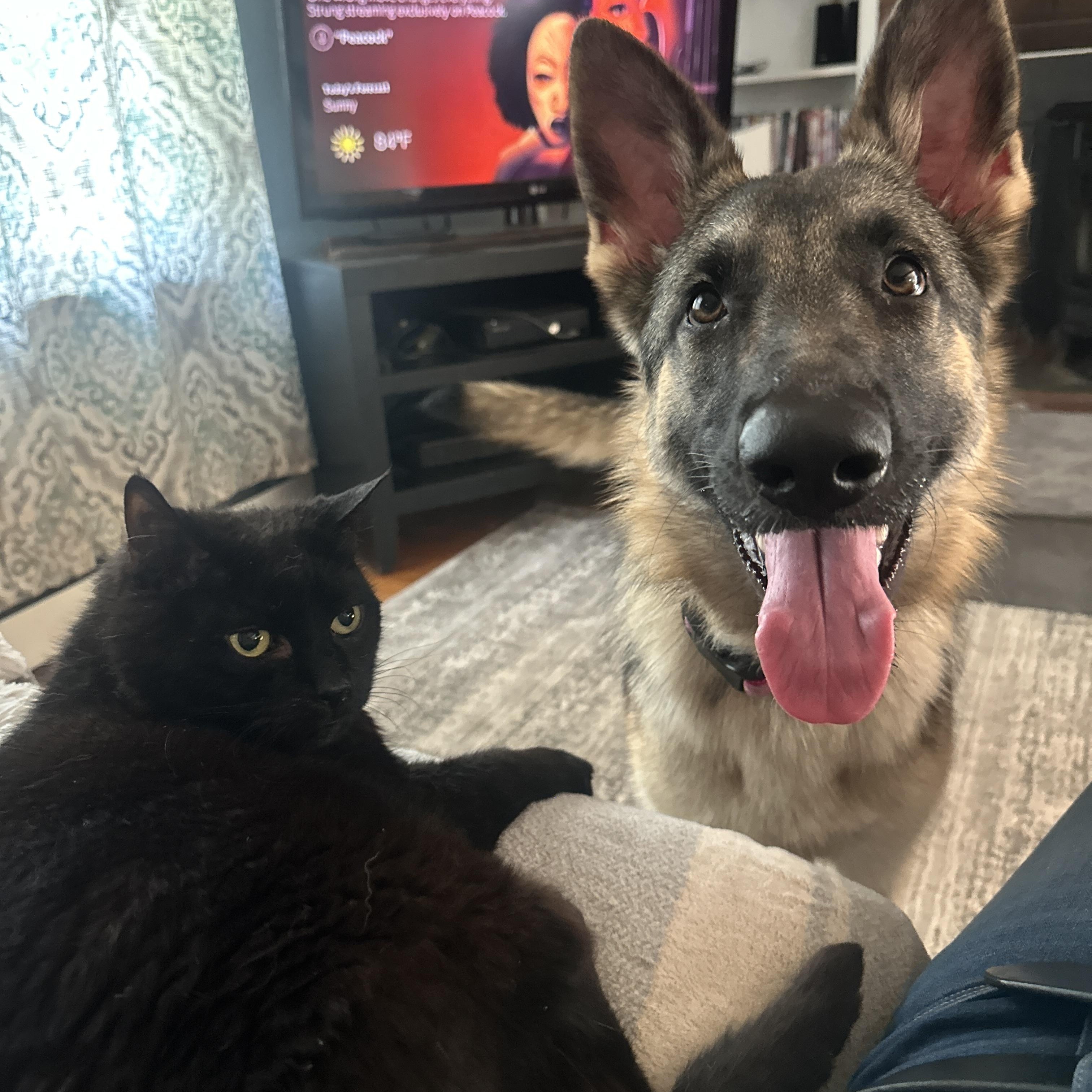 Enlarge Amelia, an adopted German Shepherd Dog in Attleboro, MA image 2/6