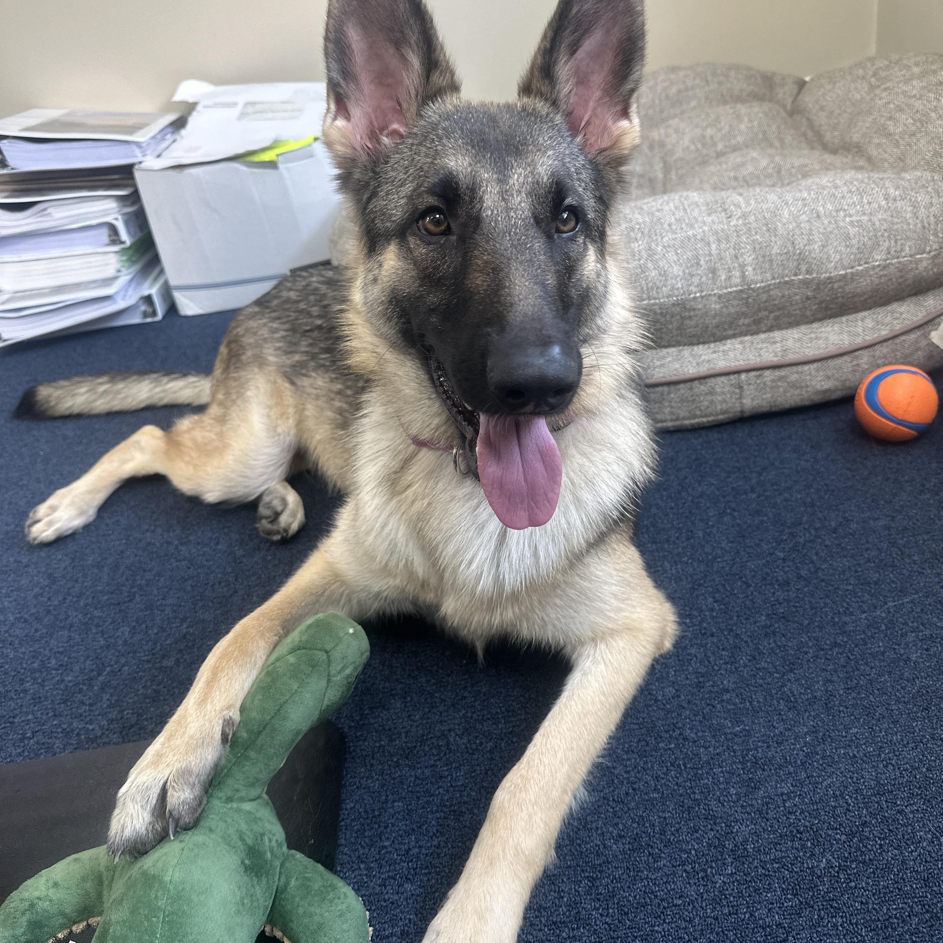 Enlarge Amelia, an adopted German Shepherd Dog in Attleboro, MA image 3/6