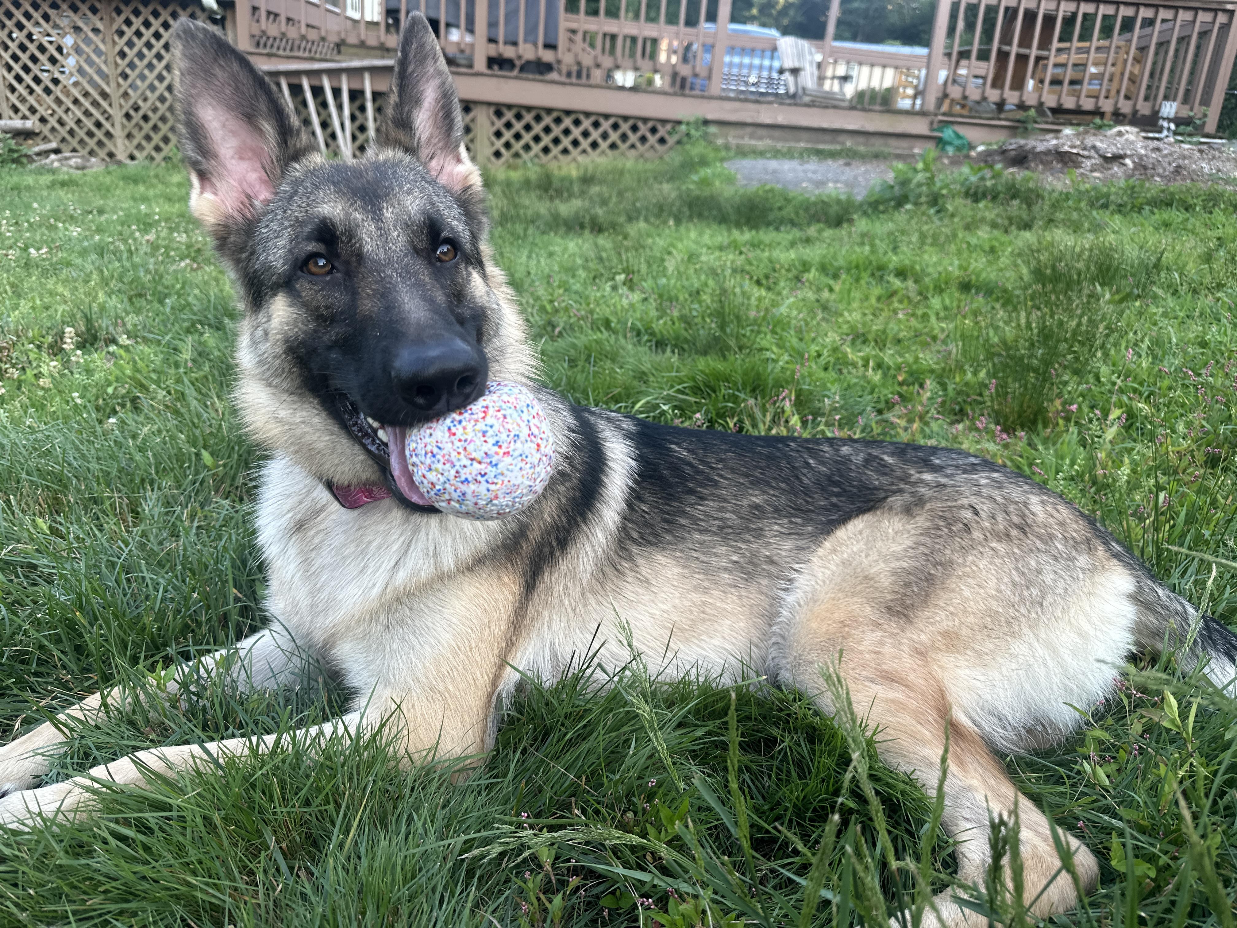 Amelia, adopted, Young Female German Shepherd Dog.