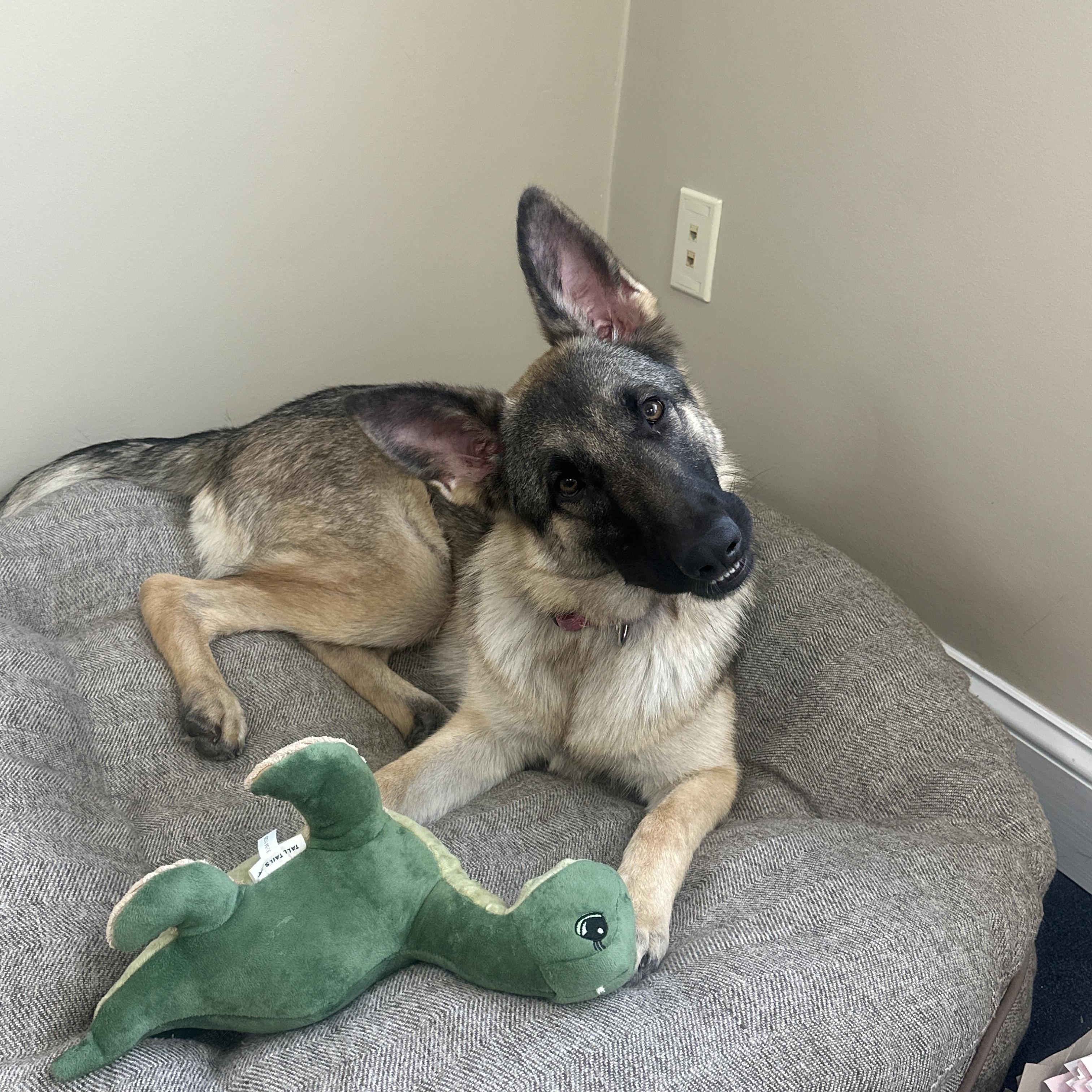 Enlarge Amelia, an adopted German Shepherd Dog in Attleboro, MA image 5/6