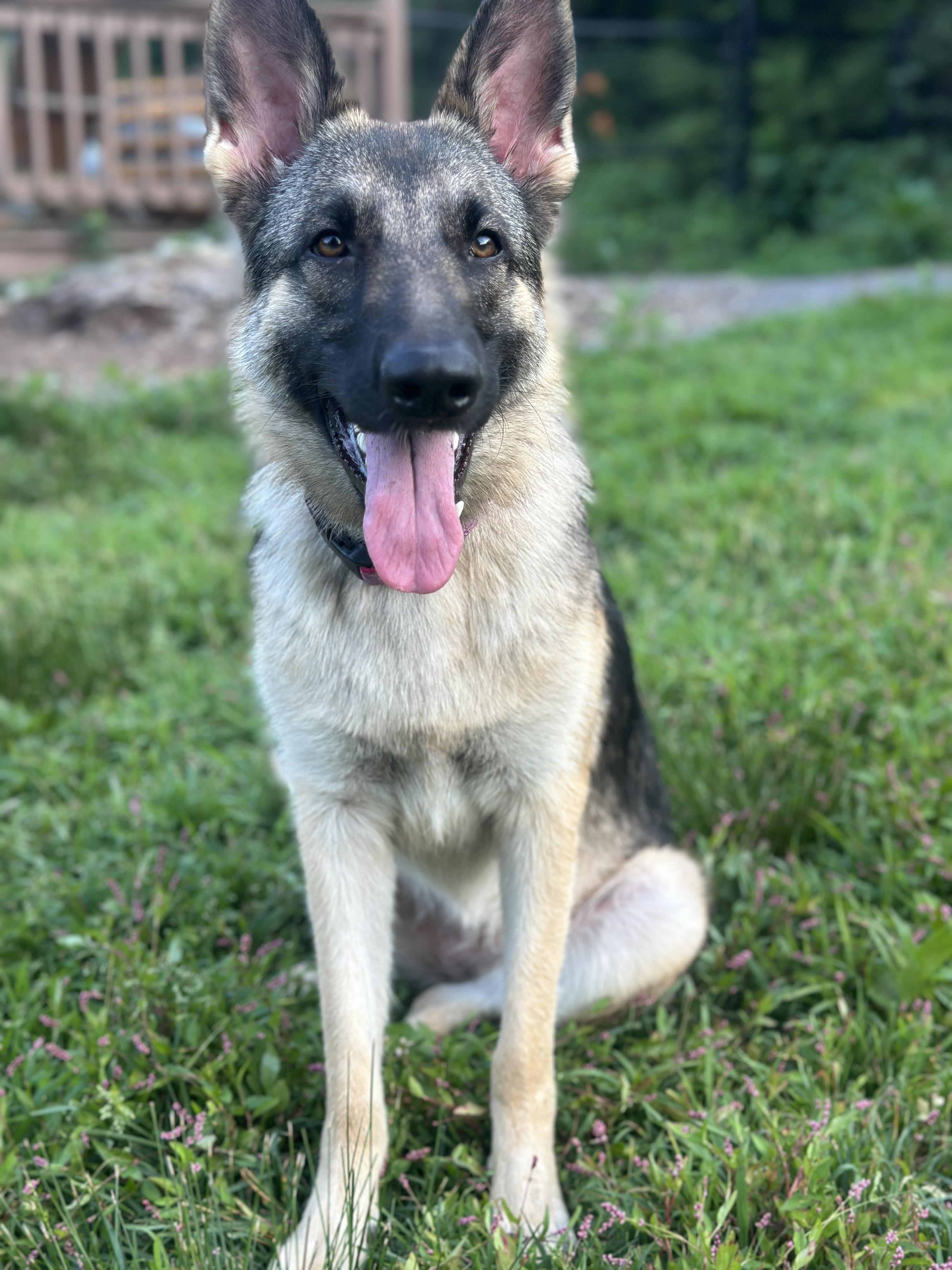 Enlarge Amelia, an adopted German Shepherd Dog in Attleboro, MA image 4/6