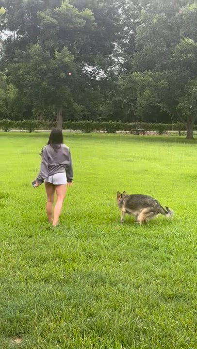 Enlarge Amelia, an adopted German Shepherd Dog in Attleboro, MA video 6/6