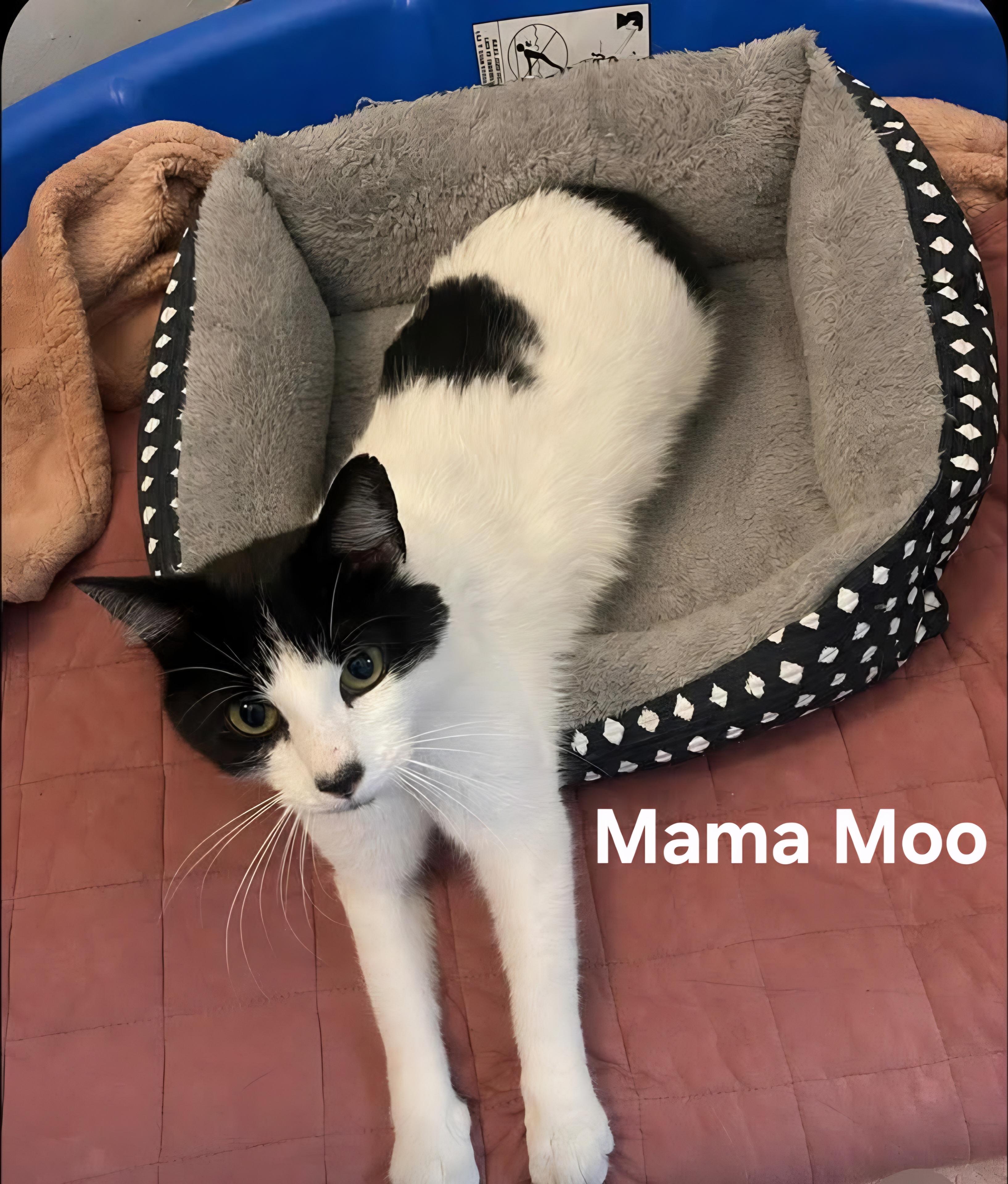 Mama Moo, a ADOPTABLE Domestic Short Hair in Chicopee, MA image 4/4