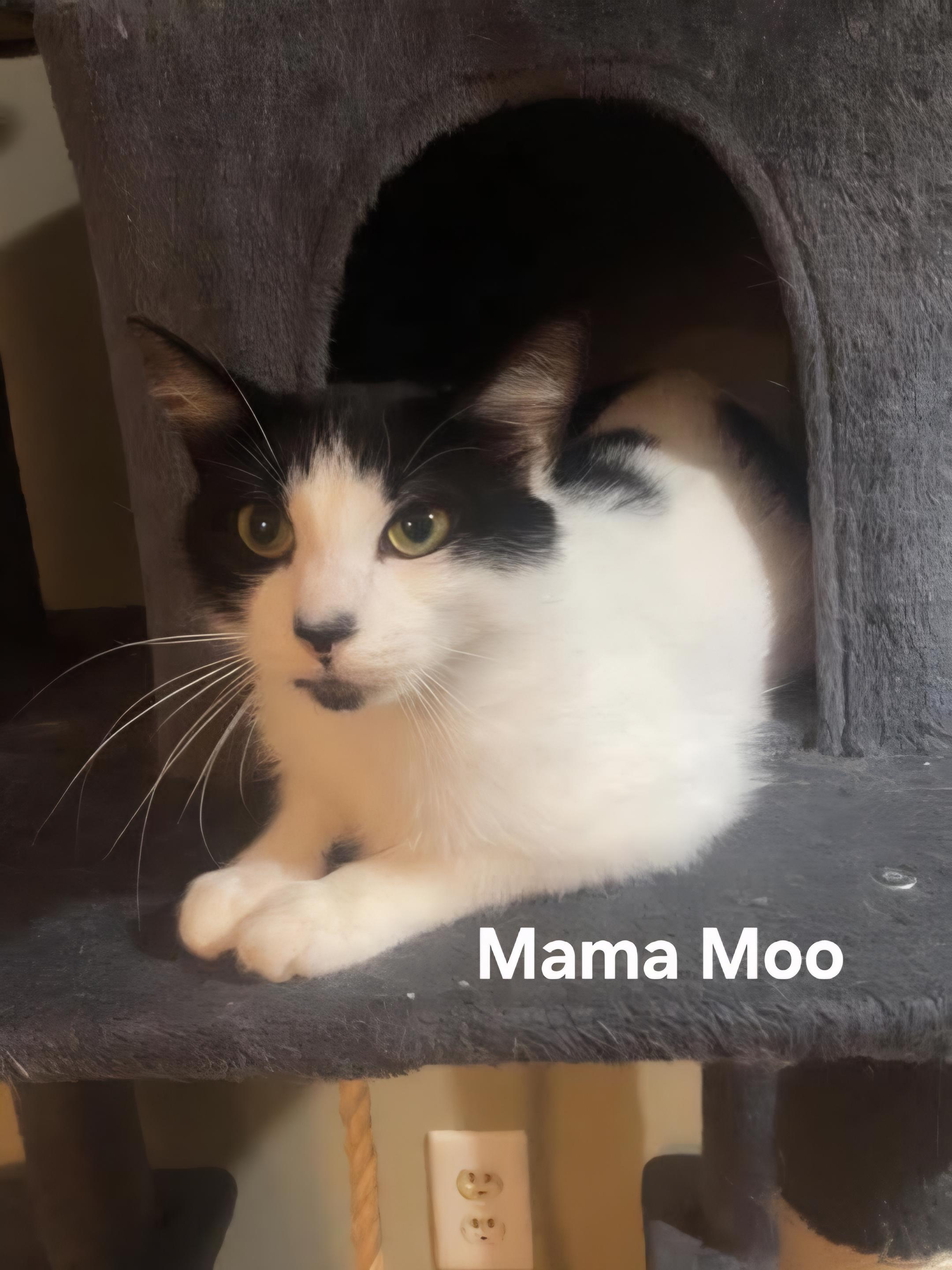 Mama Moo, a ADOPTABLE Domestic Short Hair in Chicopee, MA image 2/4