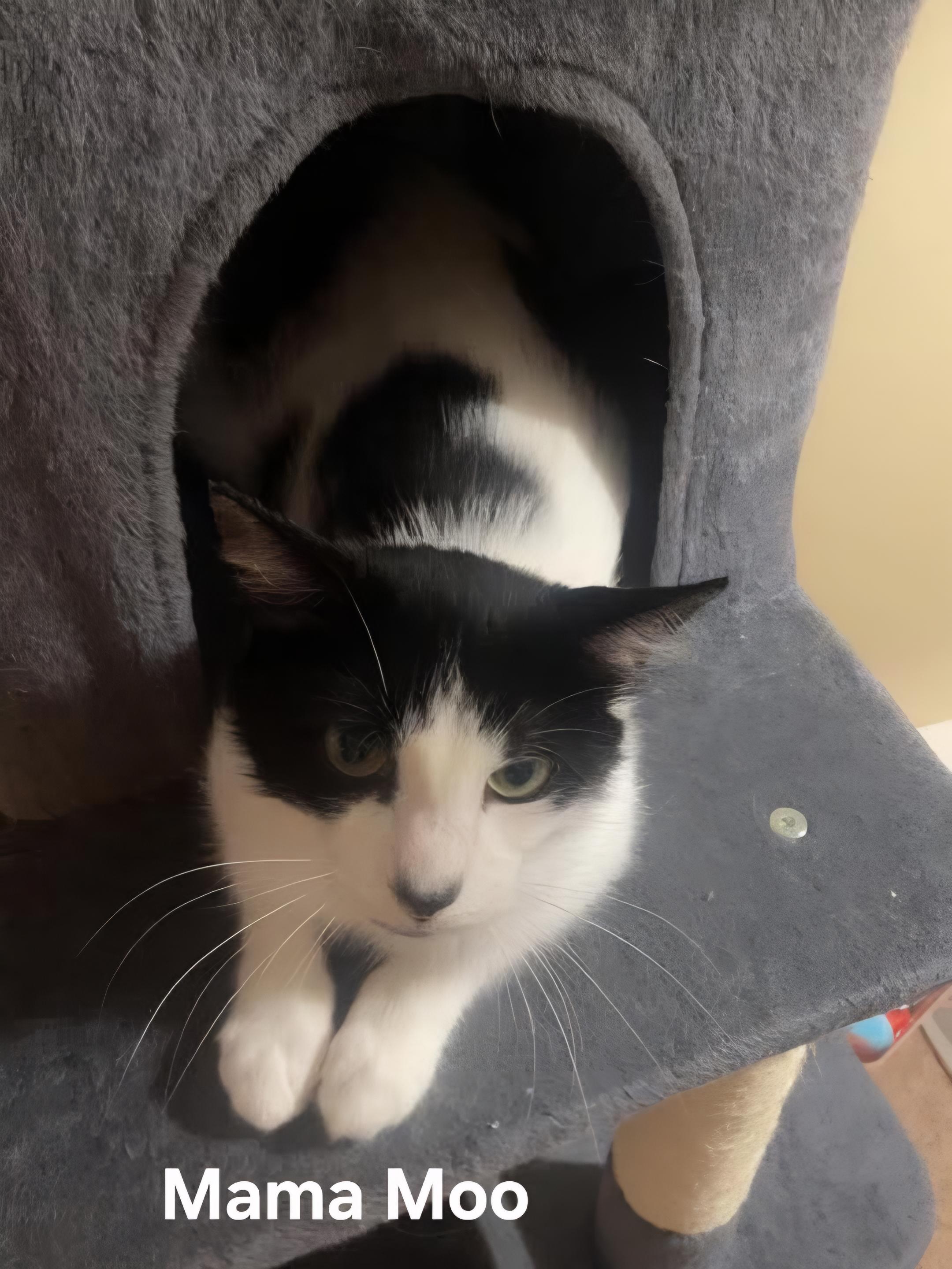 Mama Moo, a ADOPTABLE Domestic Short Hair in Chicopee, MA image 1/4