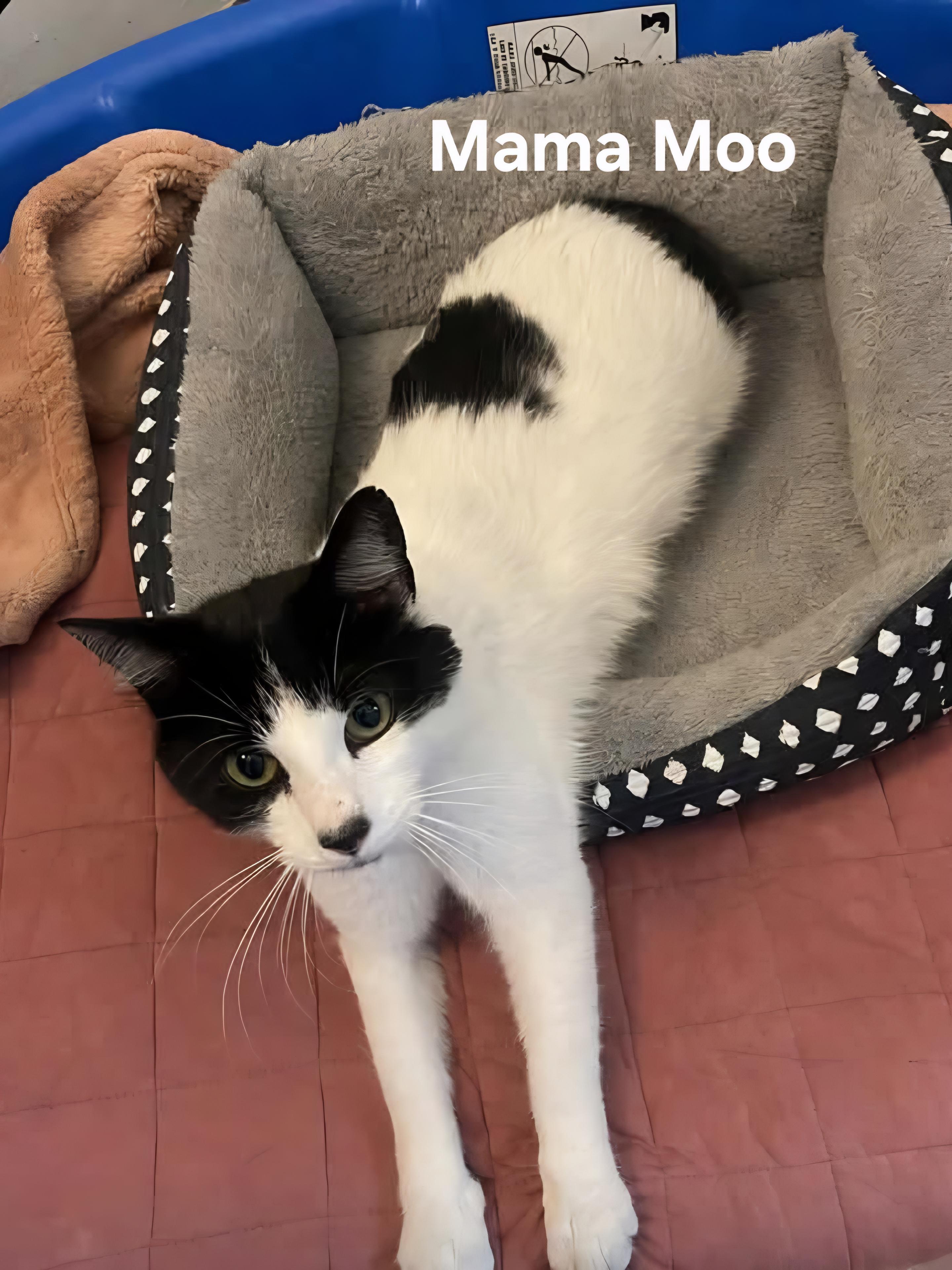 Enlarge Mama Moo FALL ADOPTION SPECIAL, a Adopted Domestic Short Hair in Chicopee, MA image 4/4