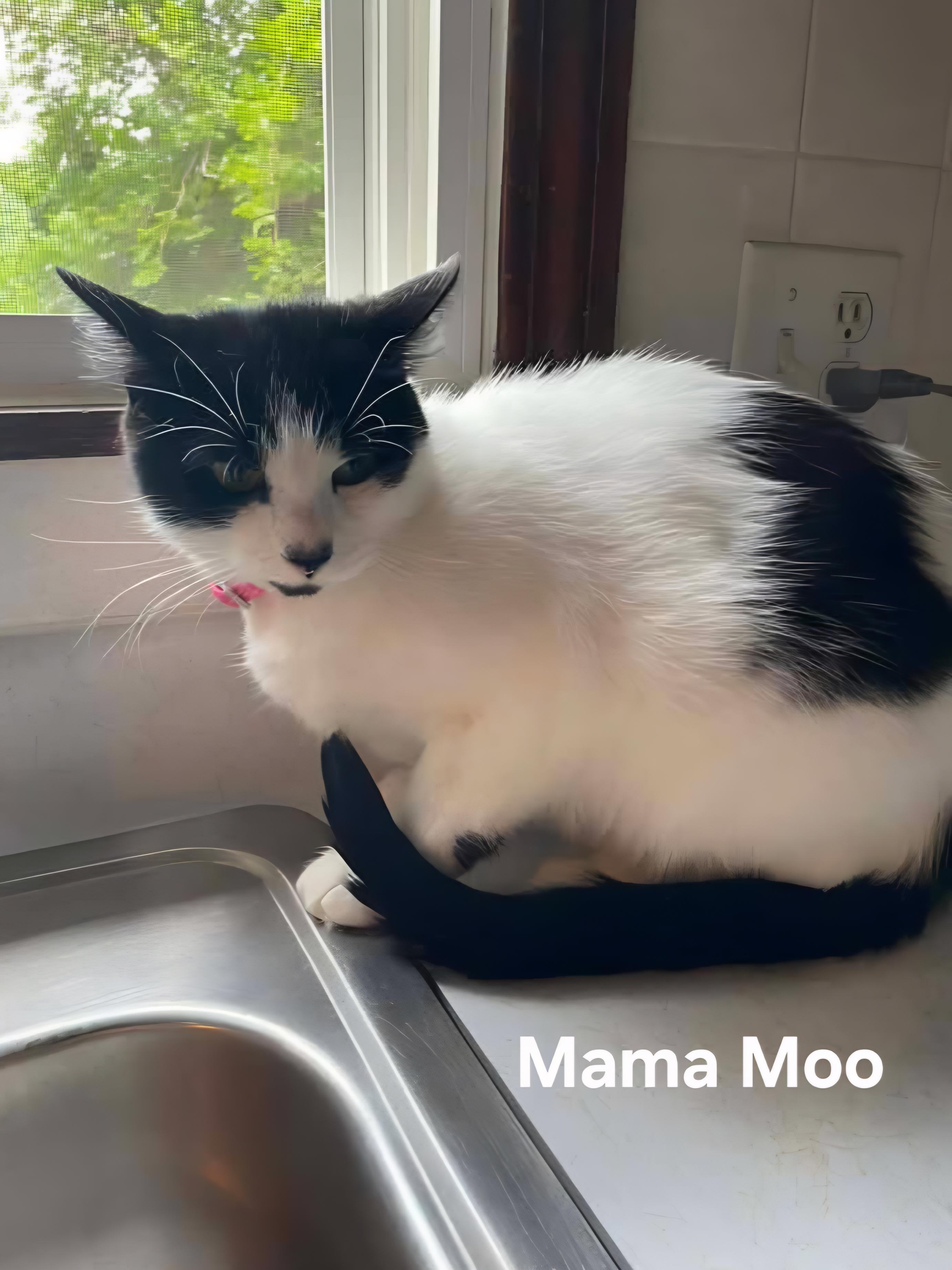 Mama Moo, ADOPTABLE, Young Female Domestic Short Hair.