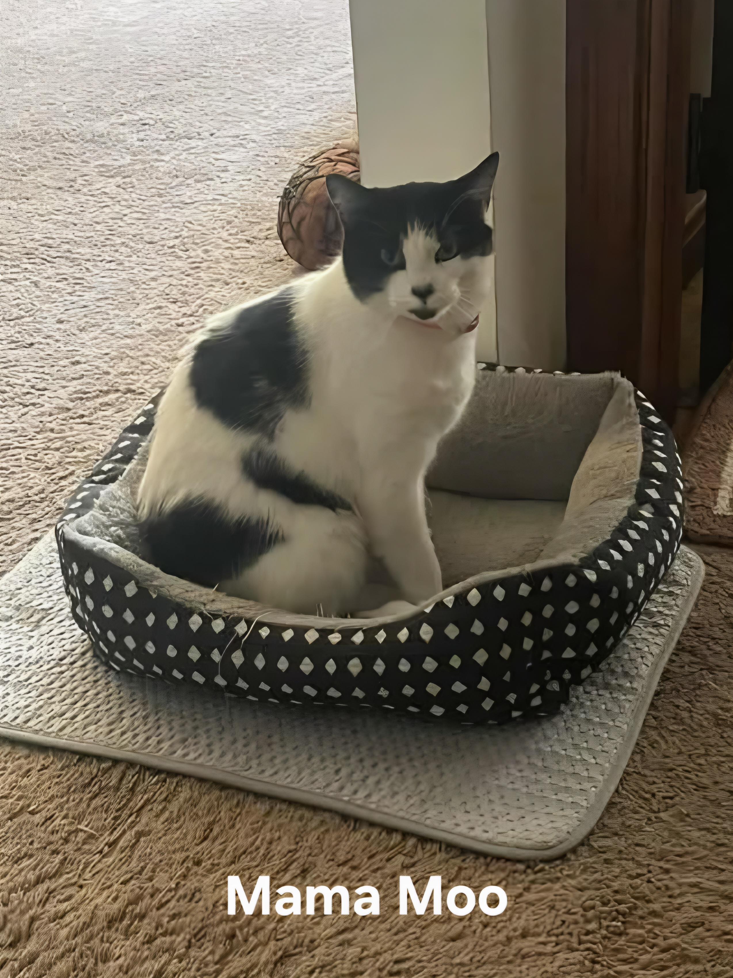 Enlarge Mama Moo FALL ADOPTION SPECIAL, a Adopted Domestic Short Hair in Chicopee, MA image 2/4