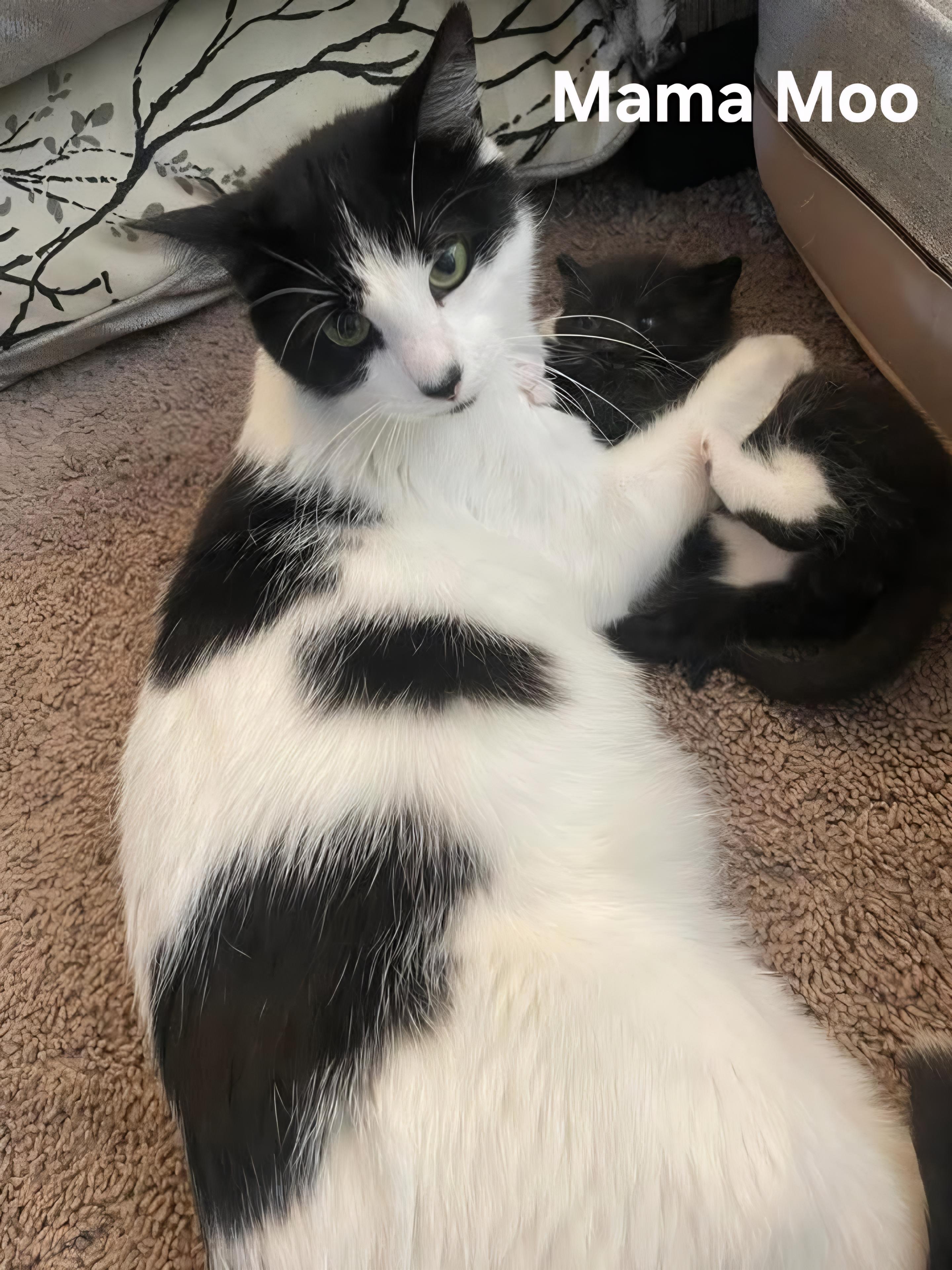 Mama Moo, a ADOPTABLE Domestic Short Hair in Chicopee, MA image 3/4