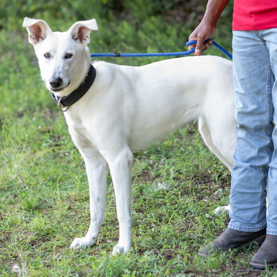 BERTHA-29954, Adoptable, Adult Female Shepherd & Mixed Breed.