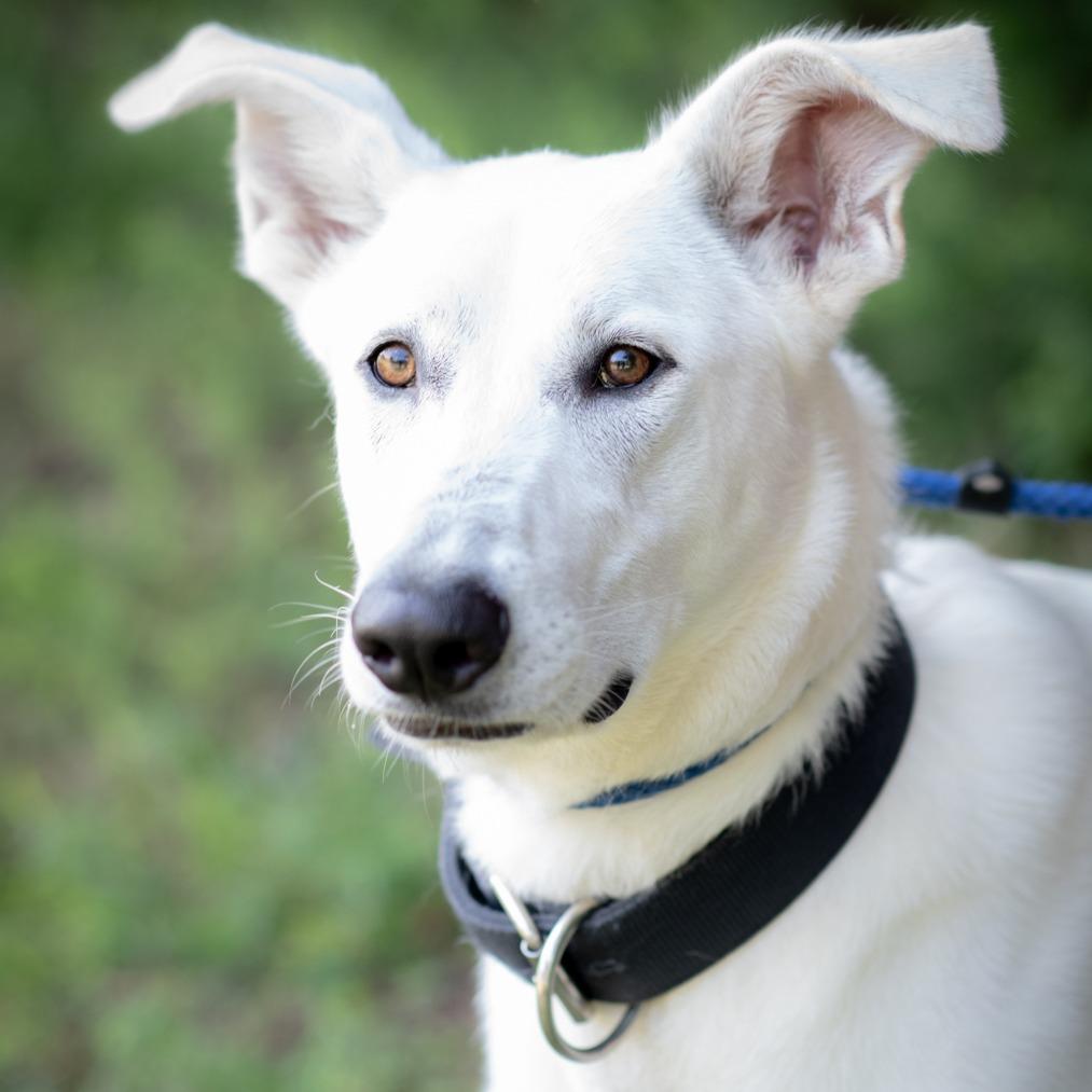 BERTHA-29954, a Adoptable mixed breed in Port Richey, FL image 2/2