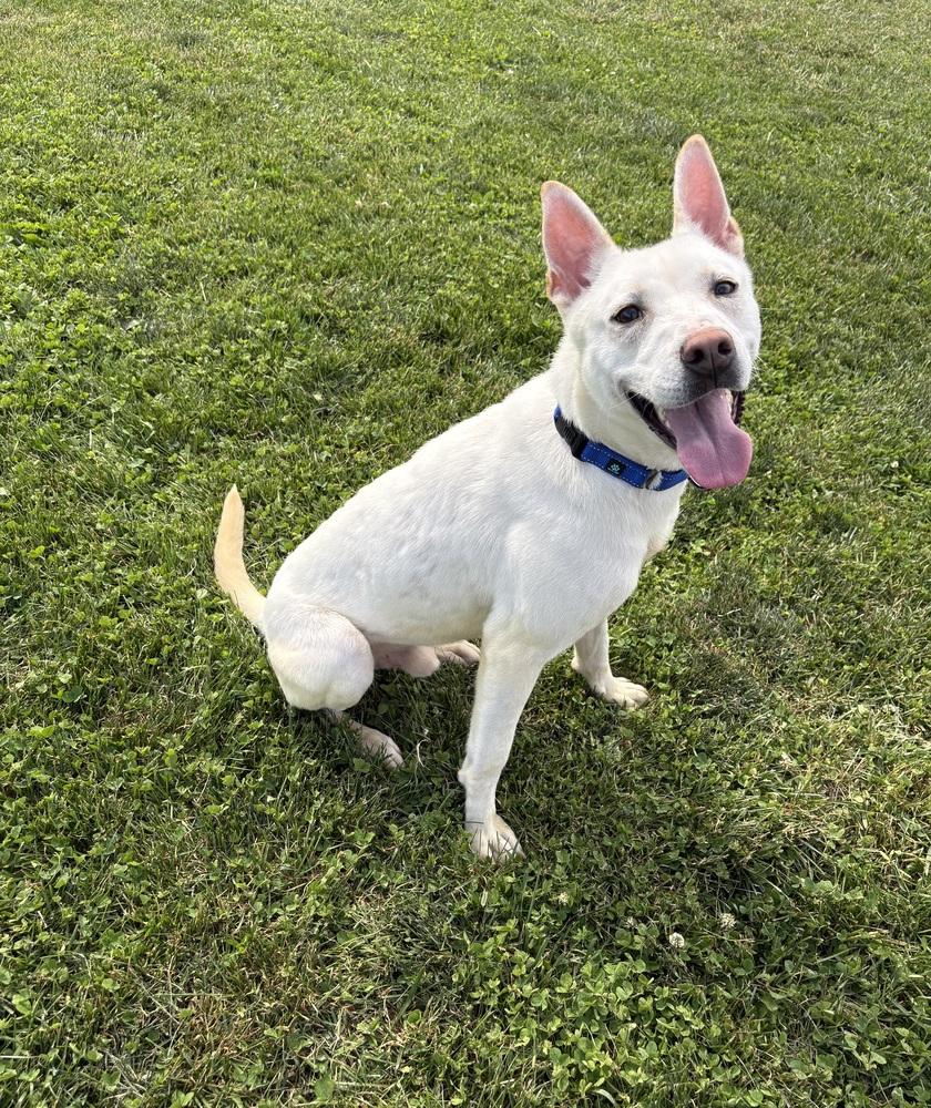 APOLLO, Adoptable, Young Male Mixed Breed & Husky.