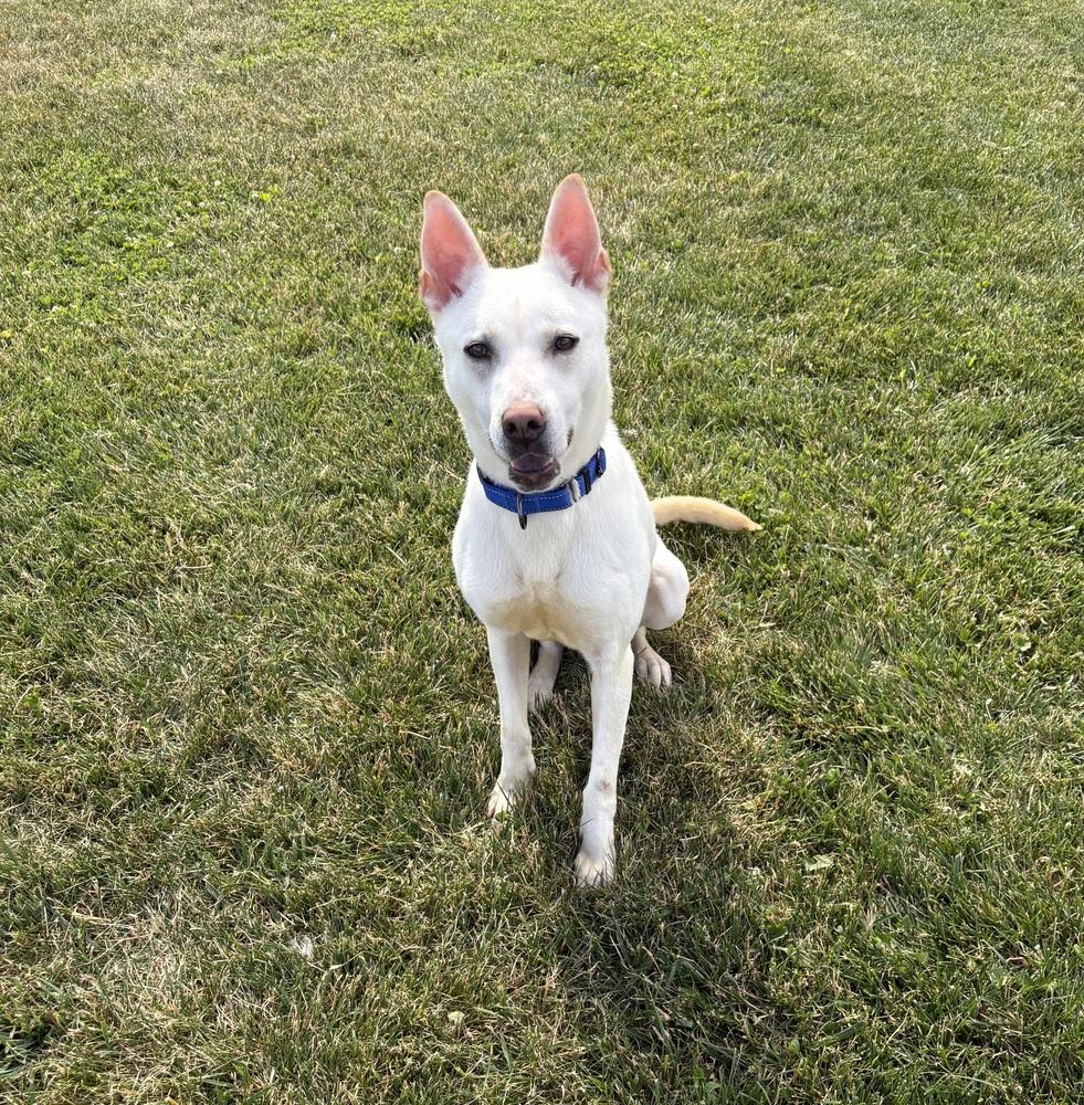 Enlarge APOLLO, a Adoptable mixed breed in Rochester, IN image 2/5