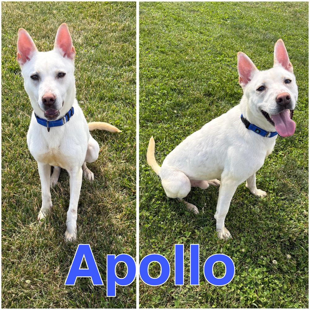 Enlarge APOLLO, a Adoptable mixed breed in Rochester, IN image 3/5
