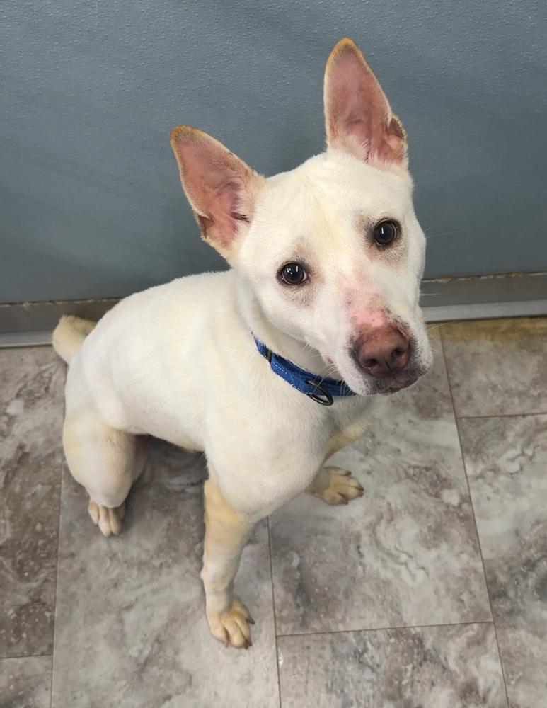 Enlarge APOLLO, a Adoptable mixed breed in Rochester, IN image 1/1