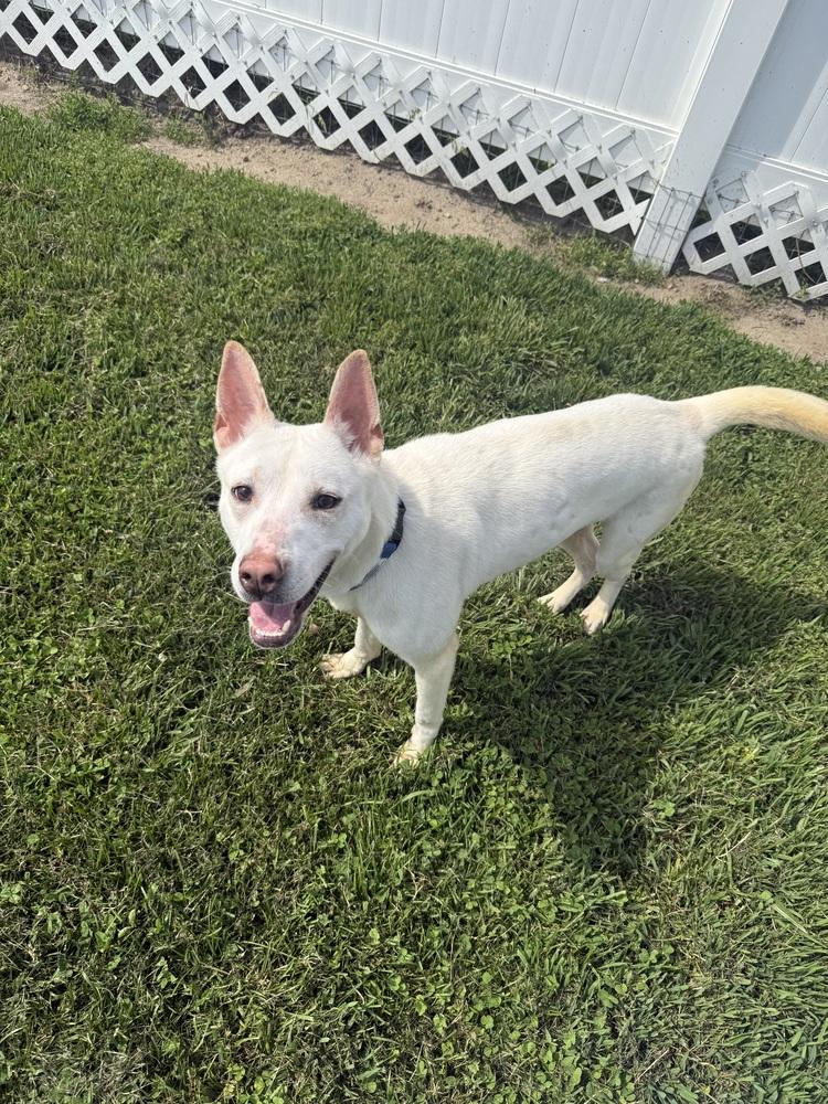 Enlarge APOLLO, a Adoptable mixed breed in Rochester, IN image 5/5