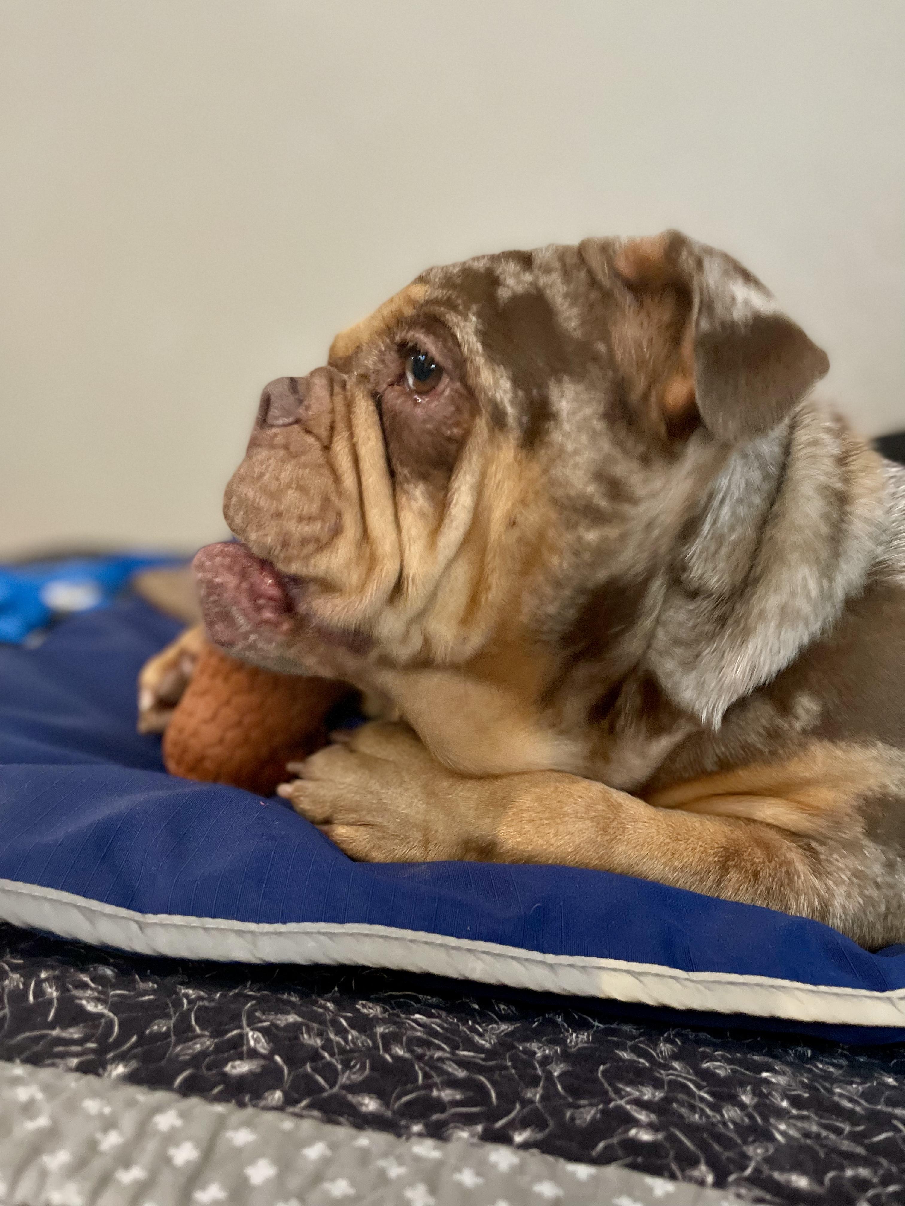 Enlarge Daisy , an adopted English Bulldog in Helendale, CA image 3/3