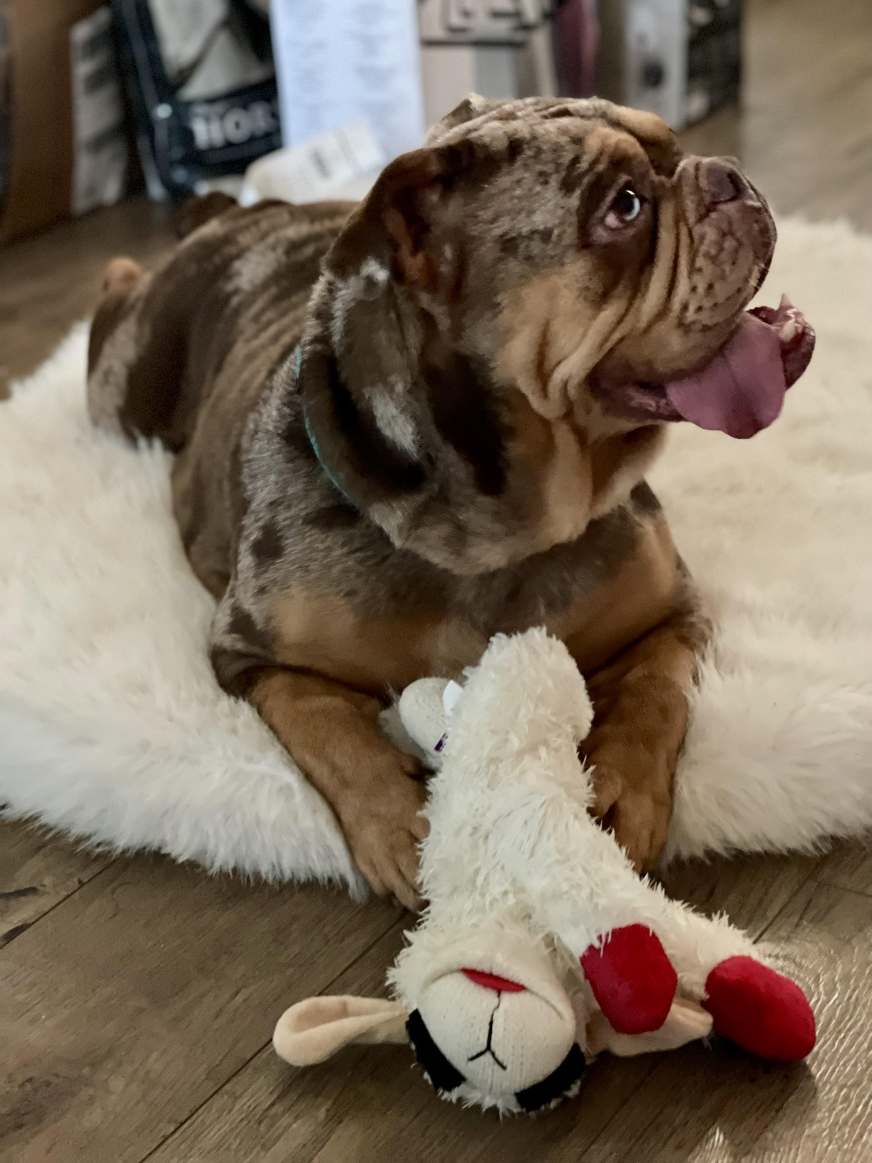 Enlarge Daisy , an adopted English Bulldog in Helendale, CA image 1/3