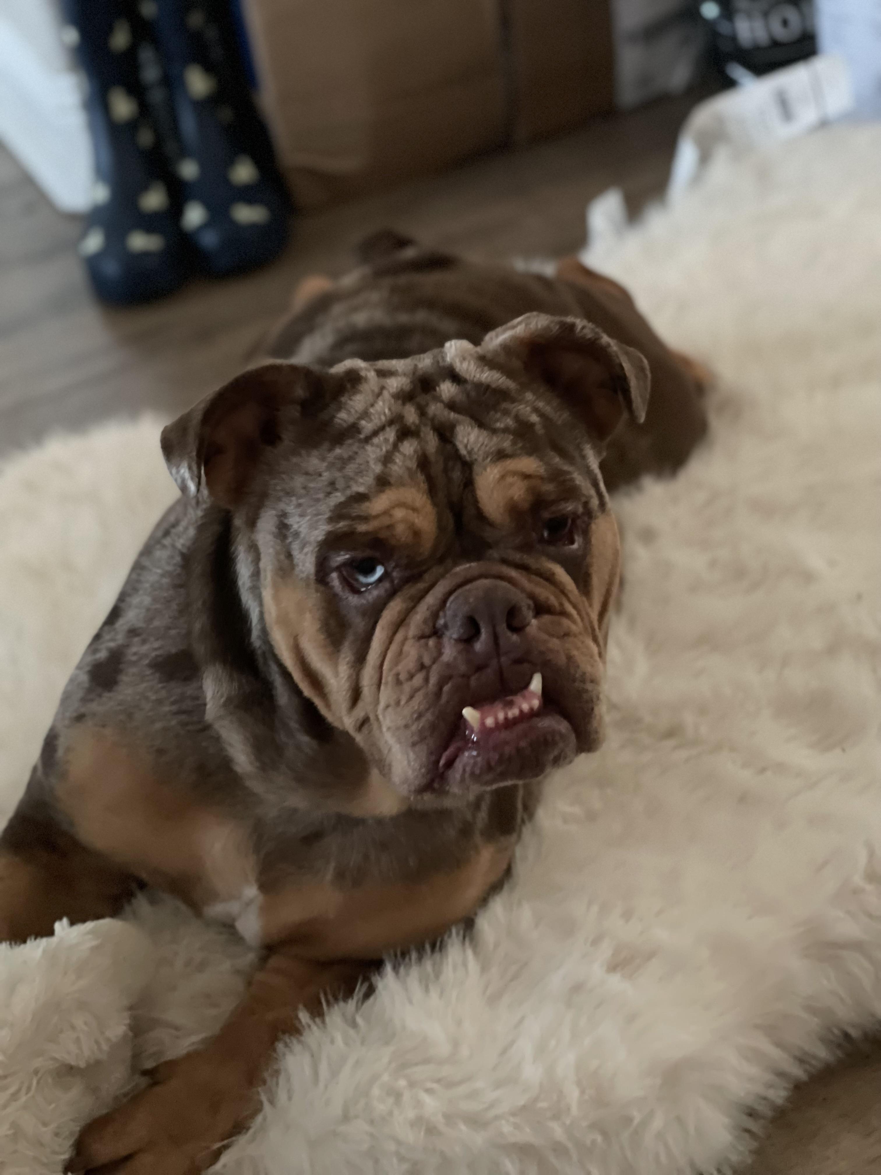 Enlarge Daisy , an adopted English Bulldog in Helendale, CA image 2/3