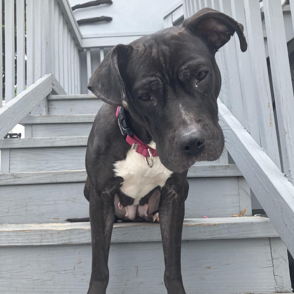Miranda Priestly, Adoptable, Adult Female Mixed Breed.
