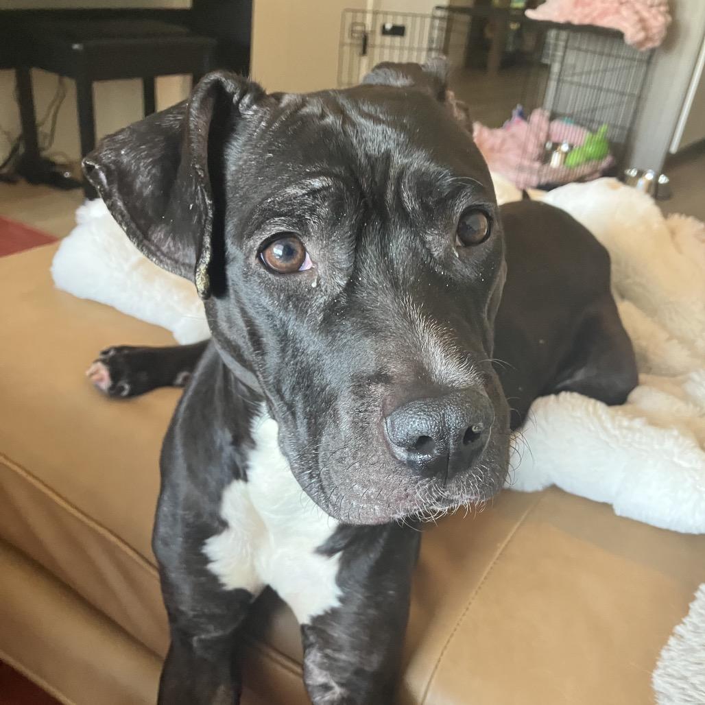 Miranda Priestly, a Adoptable Mixed Breed in Jersey City, NJ image 2/6