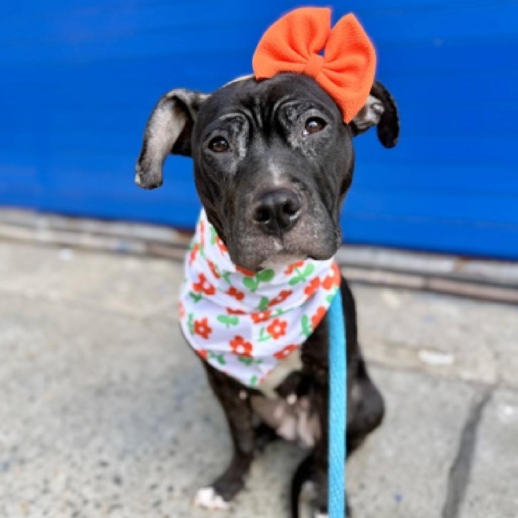 Miranda Priestly, a Adoptable Mixed Breed in Jersey City, NJ image 3/6