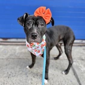 Miranda Priestly, a Adoptable Mixed Breed in Jersey City, NJ image 4/6