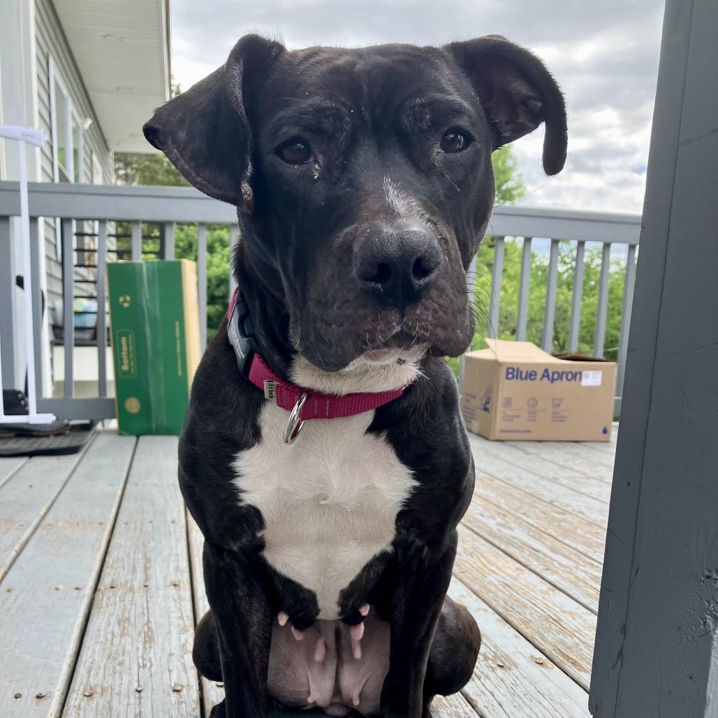 Miranda Priestly, a Adoptable Mixed Breed in Jersey City, NJ image 5/6