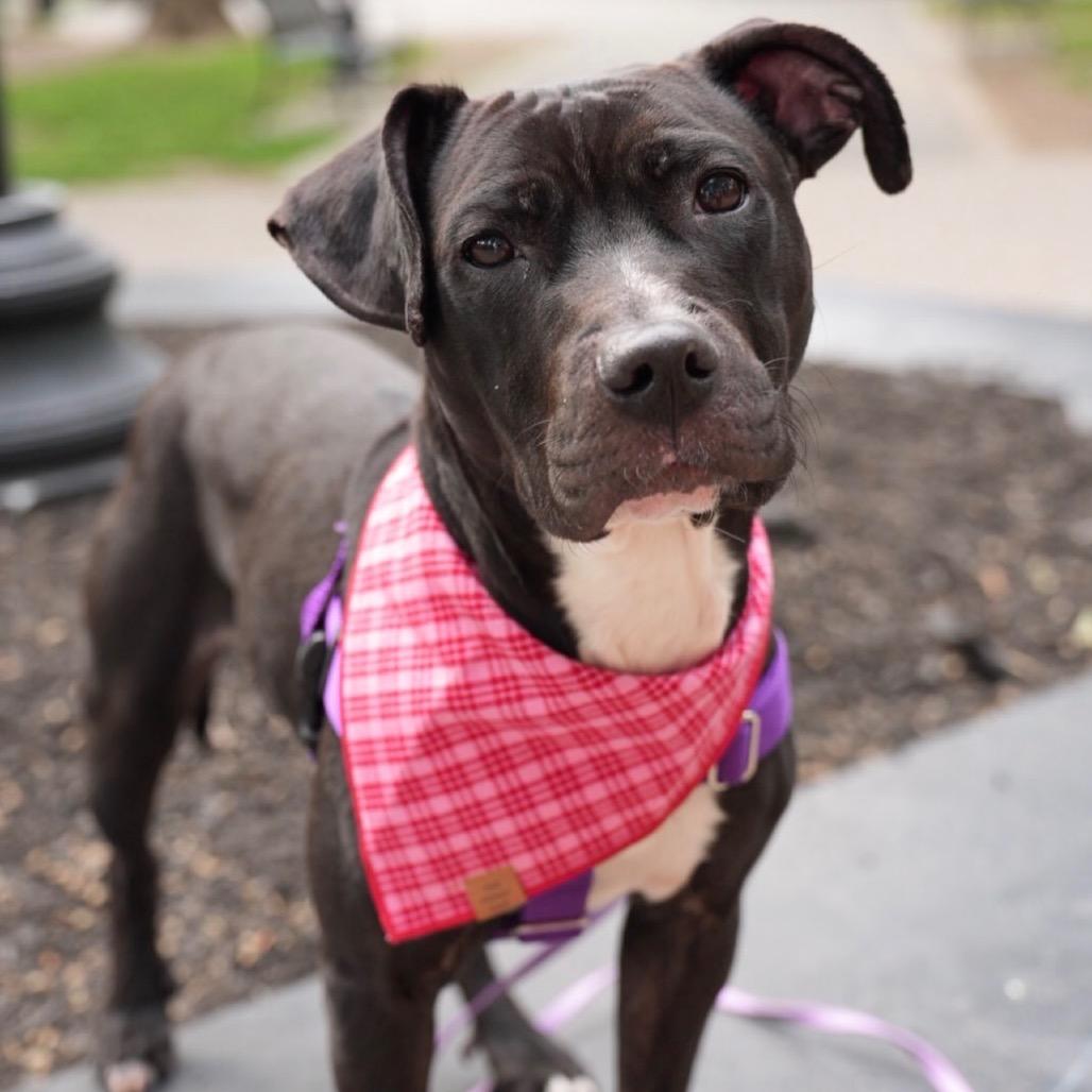 Miranda Priestly, a Adoptable Mixed Breed in Jersey City, NJ image 6/6